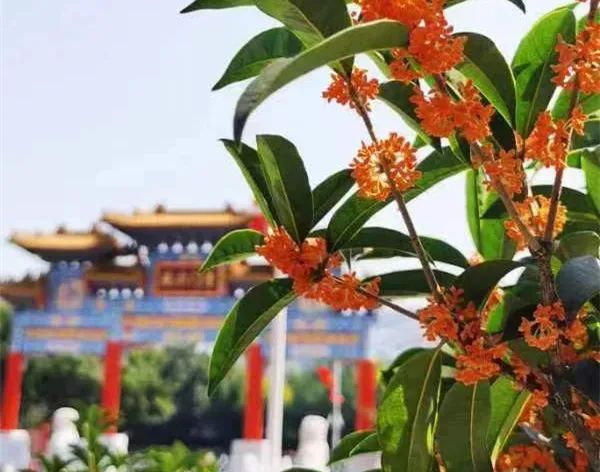 金桂飘香.jpg 金桂飘香.jpg