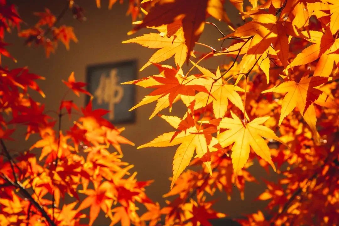 摄图网_501605702_南京栖霞山栖霞寺(非企业商用).jpg 图片