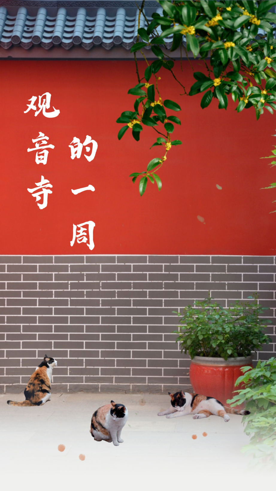 手绘寒露节气主题海报__2023-10-08+15_47_52.png 图片