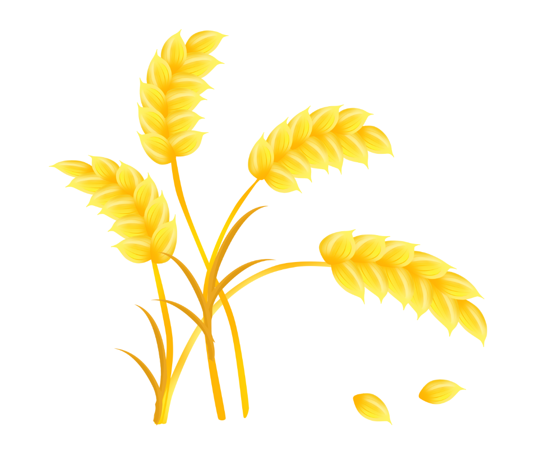 摄图网_401362876_金黄色麦穗(非企业商用).png 图片